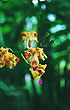 Orchidee, Honduras