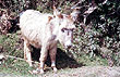 Esel in der nähe von Cayambe, Ecuador