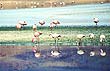 Flamingos an der Laguna Hedionda, Bolivien 